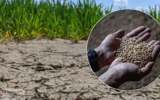 Засуха в Одесском регионе признана чрезвычайной ситуацией государственного уровня «фото»