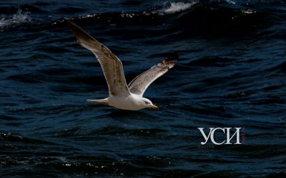 Внезапная прохлада, шторм и крики чаек на одесском побережье (фоторепортаж, видео) «фото»