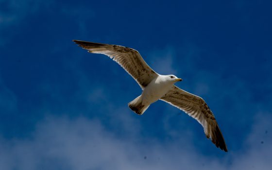 В Одессе ожидается прохладное утро и жаркий день «фото»