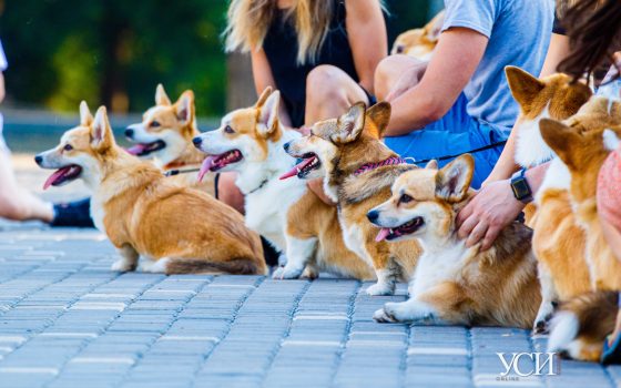“Корги туса”: владельцы собак корги привели питомцев в парк Шевченко (фоторепортаж) «фото»