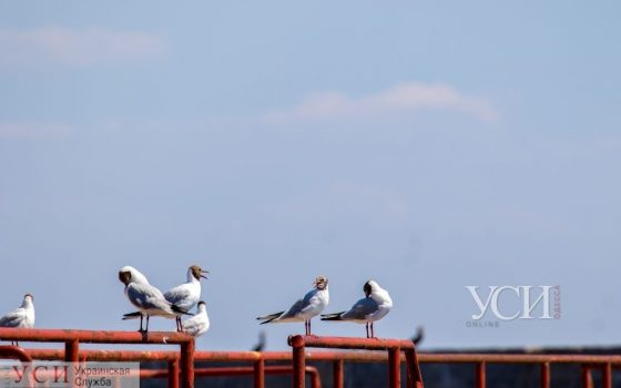 Пятница в Одессе будет теплой «фото»