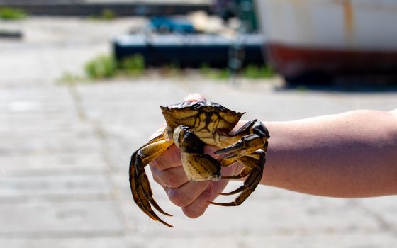 Одесситам обещают жаркий понедельник «фото»
