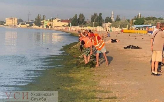 Бульдозер на службе экологии: в Одессе чистят море от водорослей (фото) «фото»