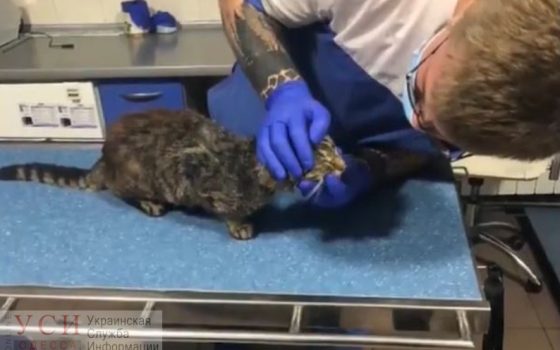 Стреляли из пневматики: в Одессе полицейские спасли раненого кота (фото, видео) «фото»