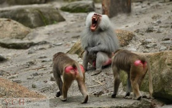 В Одесском зоопарке из вольера сбежали три павиана: ловили с полицией и ГСЧС, всех поймали (фото) ОБНОВЛЕНО «фото»