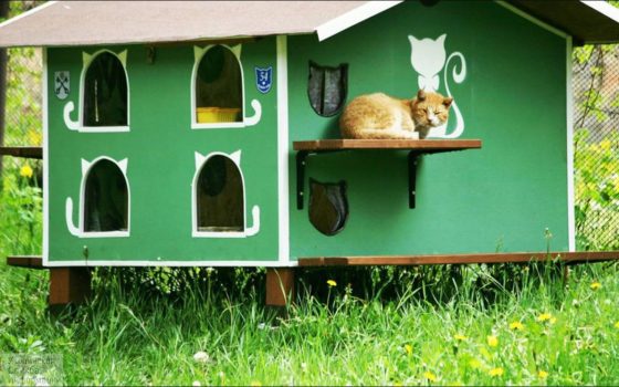 В Одессе установят 48 домиков для бездомных животных «фото»