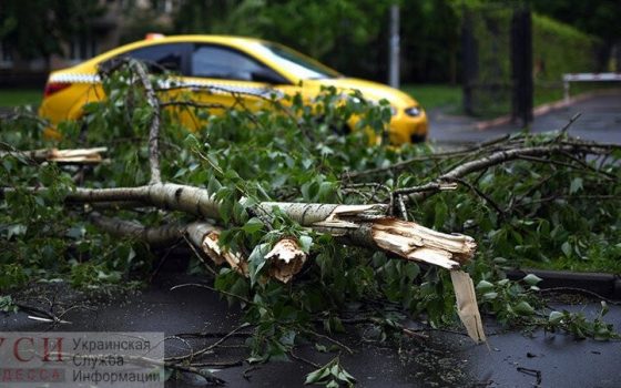 В Одессе во время урагана упало 63 дерева: два человека попали больницу ОБНОВЛЕНИЕ «фото»