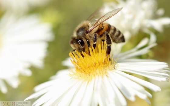 Одесситам обещают жаркое воскресенье «фото»
