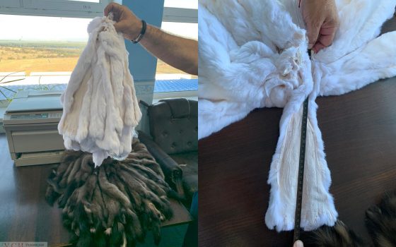 Готовь шубу летом: в Одесской области таможенники задержали контрабандную партию ценного меха (фото) «фото»