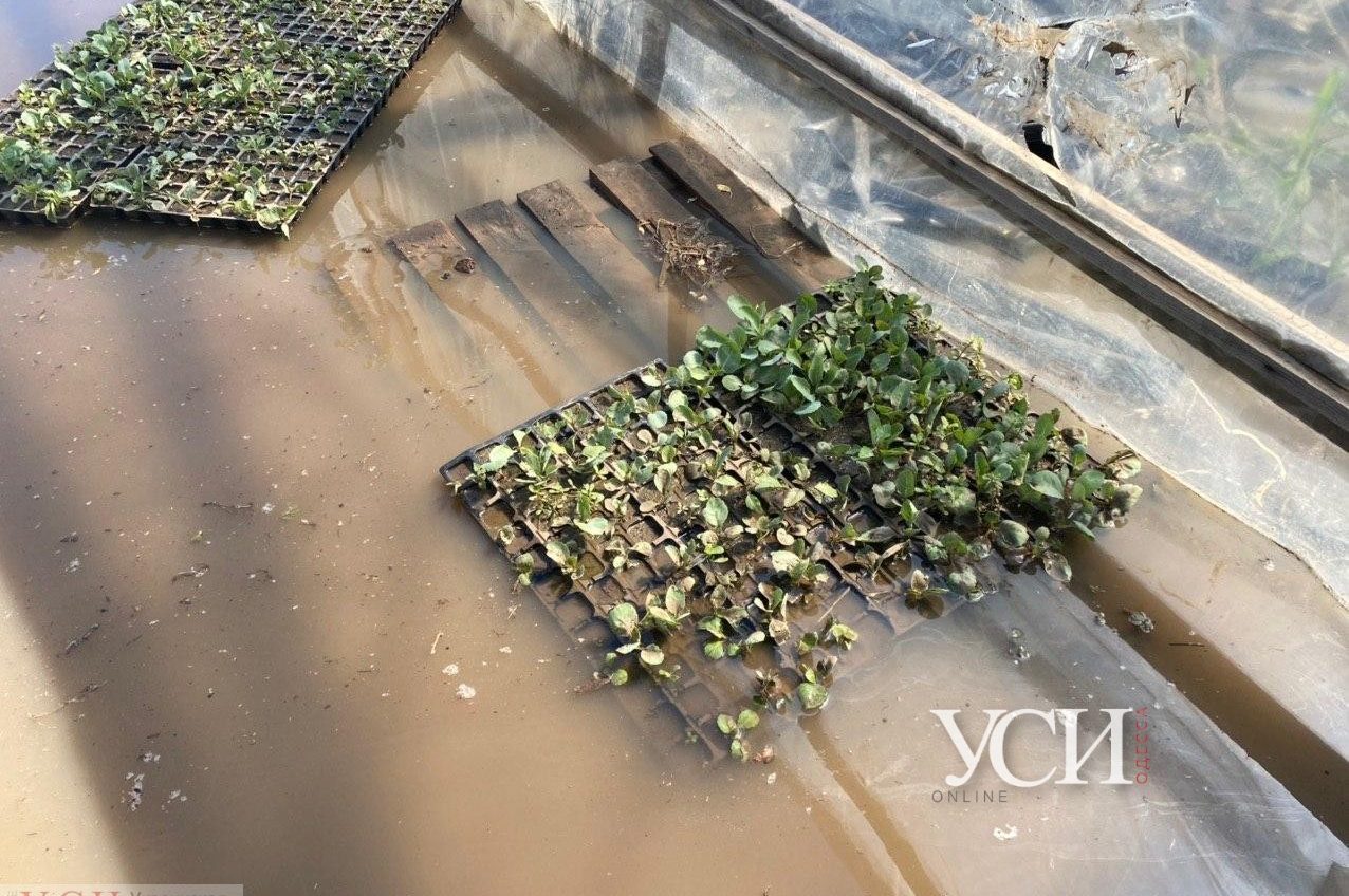Испорчен урожай, погибли животные: последствия непогоды в Килийском районе (фоторепортаж) «фото»