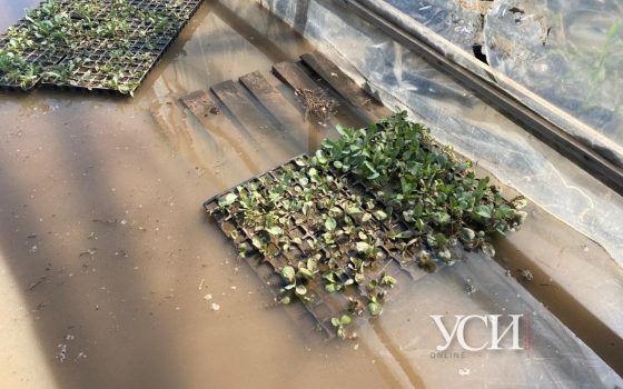 Испорчен урожай, погибли животные: последствия непогоды в Килийском районе (фоторепортаж) «фото»