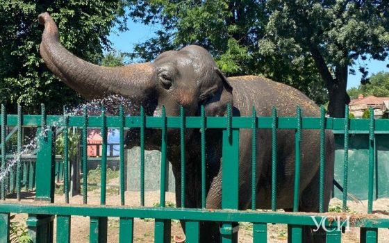 Купание слонихи, замороженные фрукты и мясо для зверей: как в Одесском зоопарке спасают питомцев от жары (фото, видео) «фото»