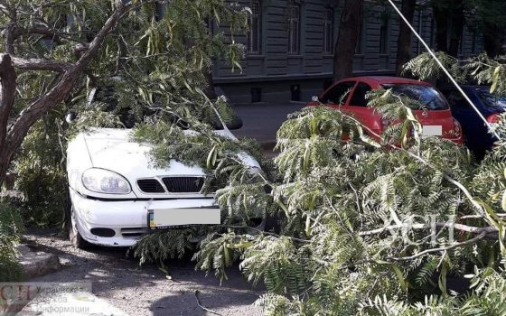 На Софиевской рухнула большая ветка: люди чудом спаслись (фото) «фото»