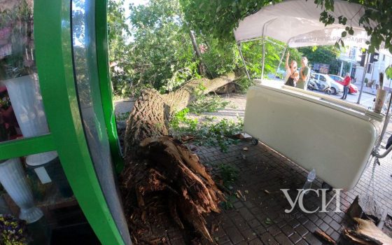 На 7 Фонтана упало массивное дерево: женщина чудом осталась жива (видео, фото) «фото»