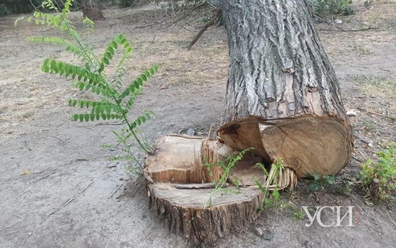 В парке Юность неизвестные продолжают пилить деревья: одно из них упало (фото) «фото»