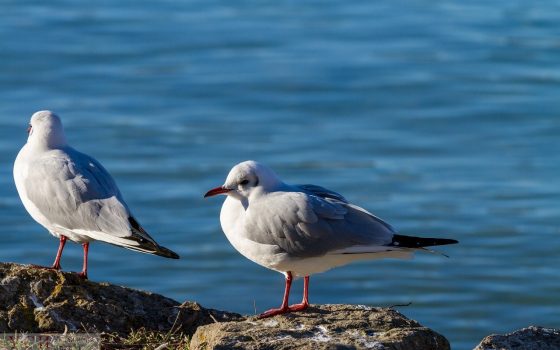В субботу в Одессе будет тепло и солнечно «фото»