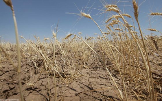 Из-за засухи погибло 3/4 урожая в Болградском районе «фото»