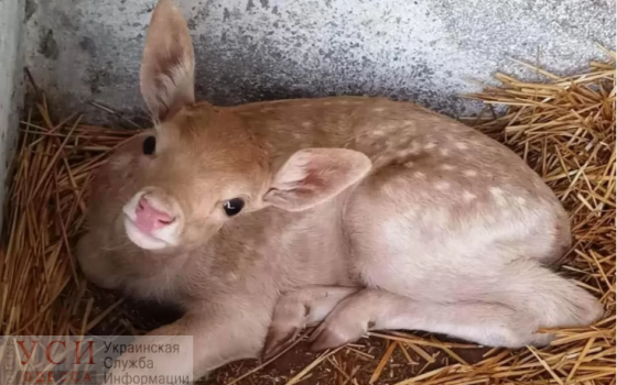 В Одесском зоопарке родились две белые лани (фото) «фото»