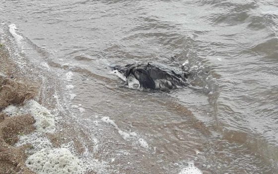 Птичий Апокалипсис: на курорте в Одесской области к берегу прибило десятки мертвых уток (видео) «фото»