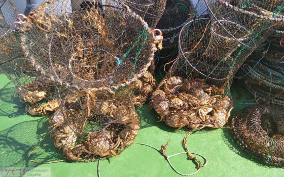 Одесские пограничники спасли краснокнижных крабов рядом с “Украинскими Мальдивами” (фото) «фото»