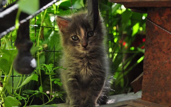 В первое воскресенье августа будет тепло и малооблачно «фото»