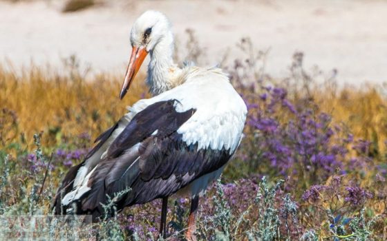 После мощного ливня и града в нацпарке “Тузловские лиманы” погибли 11 аистов, одного спасла местная жительница (фото) «фото»