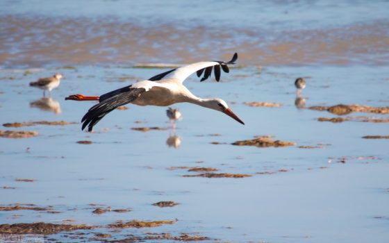Спасенный людьми слепой аист Робинзон вернулся в дикую природу (фото) «фото»