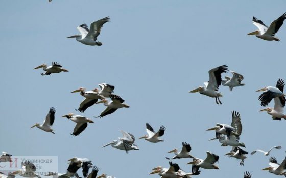 В царстве розовых пеликанов: на Тилигульском лимане изучали редких птиц (фото) «фото»