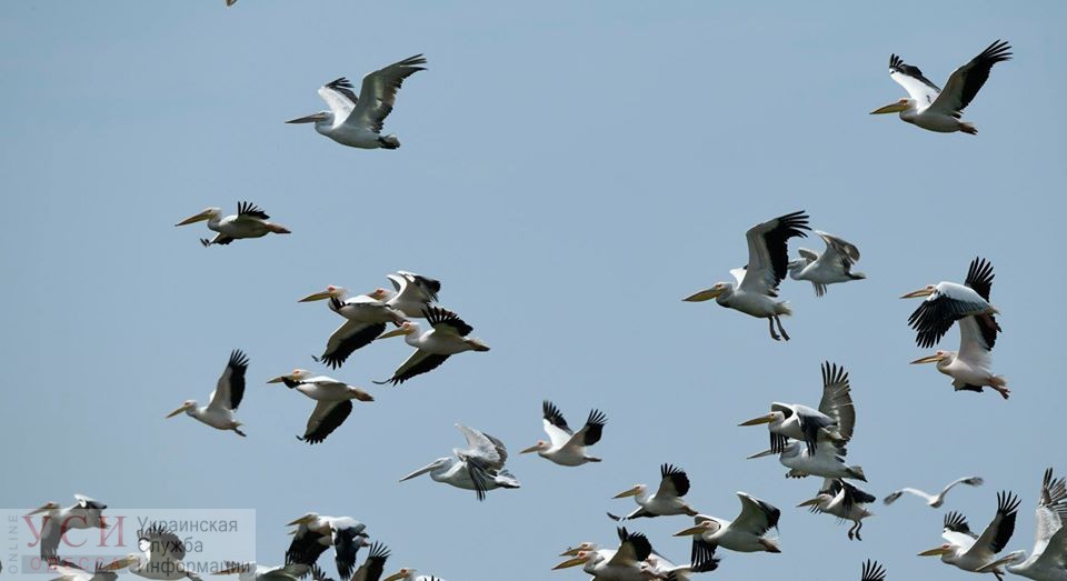 В царстве розовых пеликанов: на Тилигульском лимане изучали редких птиц (фото) «фото»