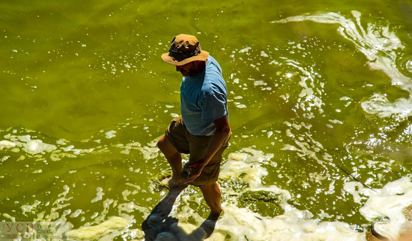 Озеро Сасык зацвело ядовитыми водорослями, но его еще можно спасти «фото»