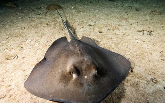 Опасные морские обитатели резвятся на одном из одесских пляжей (видео) «фото»