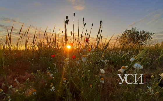Волшебные рассветы августа над полями и виноградниками в селе Шабо (фоторепортаж) «фото»