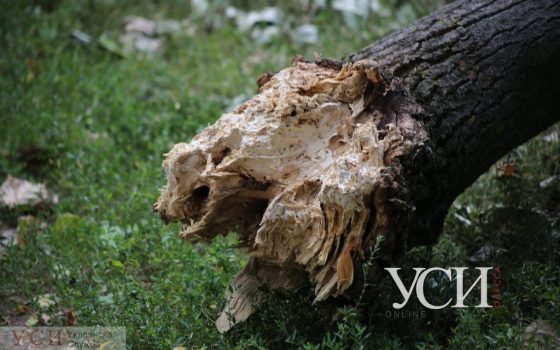 Одессит, получивший инвалидность из-за падения дерева, отсудил у мэрии почти 200 тысяч гривен «фото»