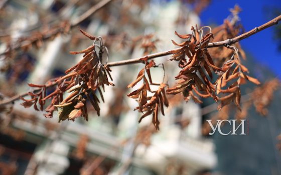 Возле дома Руссова засыхают рябины, высаженные мэром Трухановым (фото) «фото»