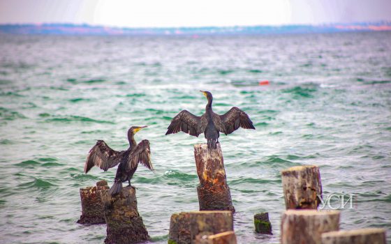 Морские охотники: в Одессу прилетели бакланы “на рыбалку” (фото) «фото»
