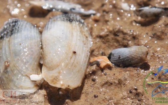 “Крылья ангела”: экологи обнаружили огромные колонии полезных моллюсков на побережье Черного моря (фото) «фото»