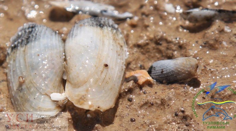 “Крылья ангела”: экологи обнаружили огромные колонии полезных моллюсков на побережье Черного моря (фото) «фото»