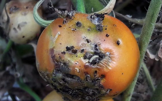 В Фонтанке южноамериканская моль уничтожает помидоры: ввели карантин (фото) «фото»