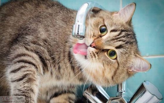 В ночь на среду на Таирова отключат воду «фото»