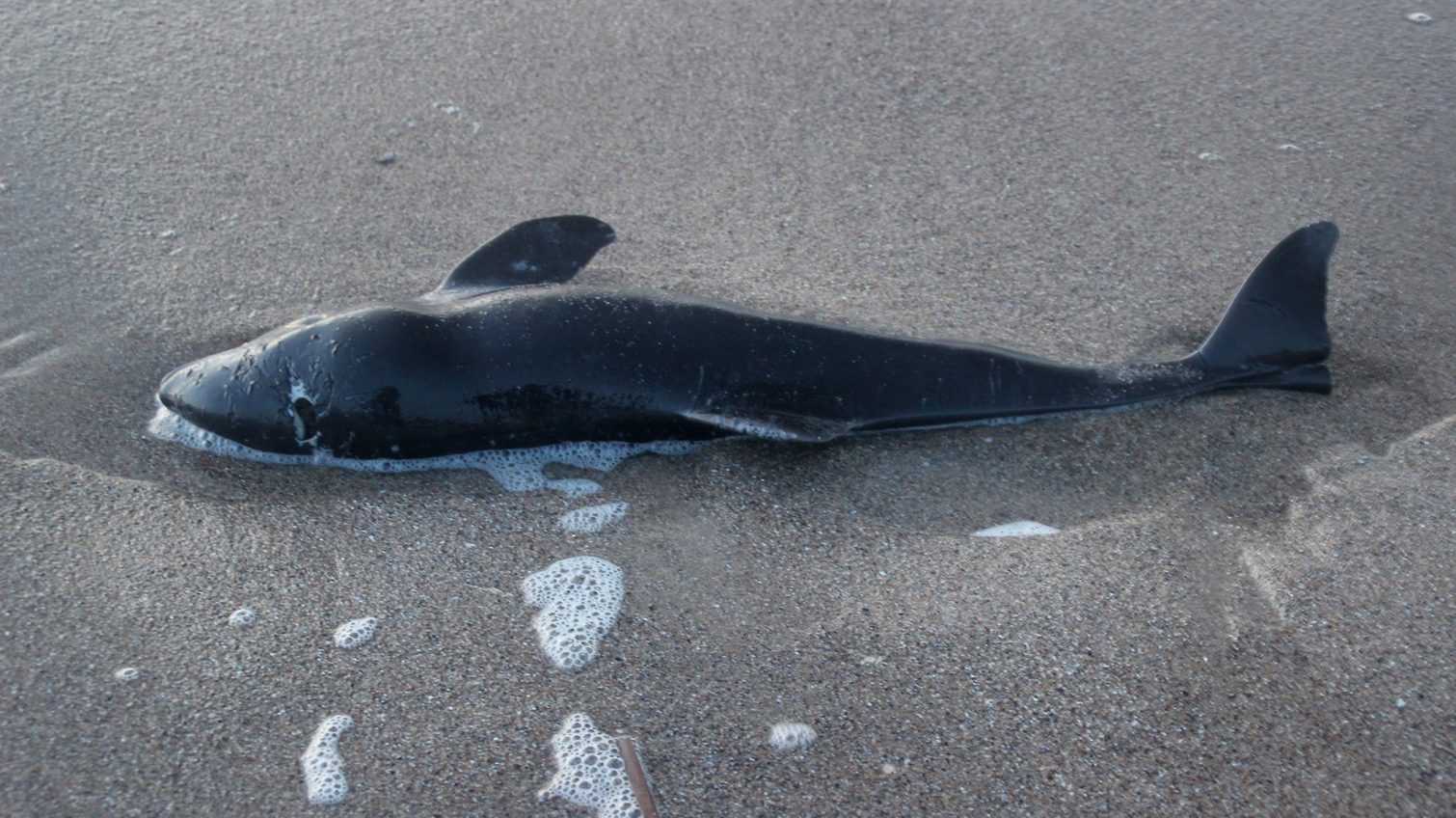 В теле найденного у Delfi дельфина нефть не нашли, – животное умерло от тяжелой болезни «фото»
