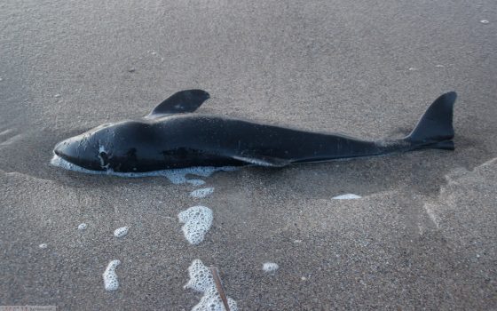 В теле найденного у Delfi дельфина нефть не нашли, – животное умерло от тяжелой болезни «фото»