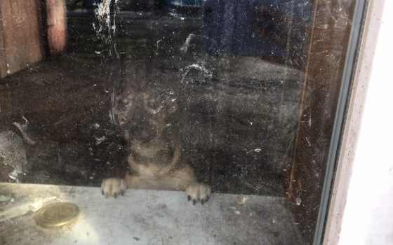 Приют для бездомных животных в Савицком парке выселяют: там находится около 80 собак «фото»