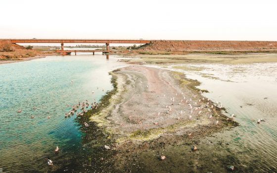 Тилигул с высоты – удивительное место, где гнездятся птицы (видео) «фото»