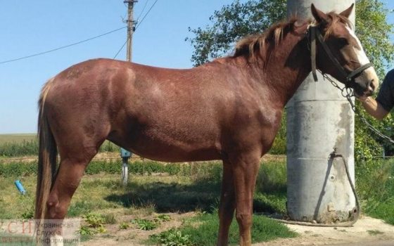 Конные гонки по полям: любашевской полиции пришлось несладко в погоне за похитителем лошади «фото»
