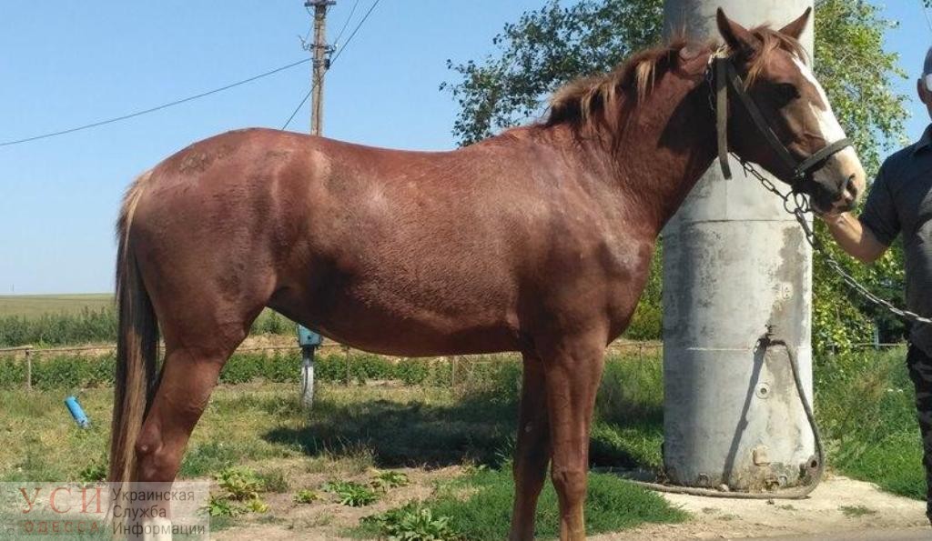 Конные гонки по полям: любашевской полиции пришлось несладко в погоне за похитителем лошади «фото»