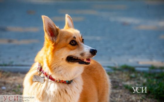В Одессе будет тепло и солнечно «фото»