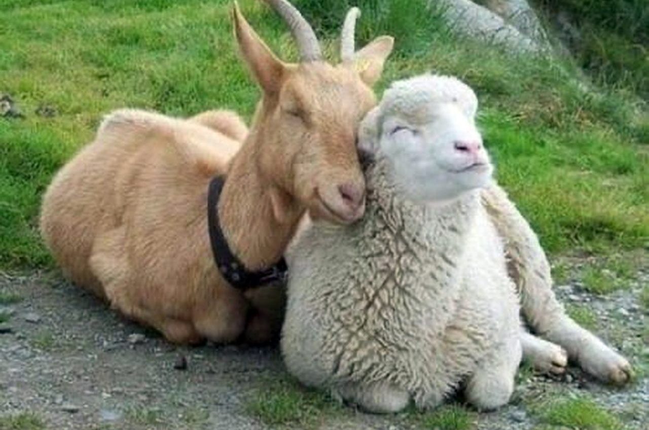 В Измаильском районе мужчина получил условный срок, за то что украл у соседа целую отару овец и коз «фото»