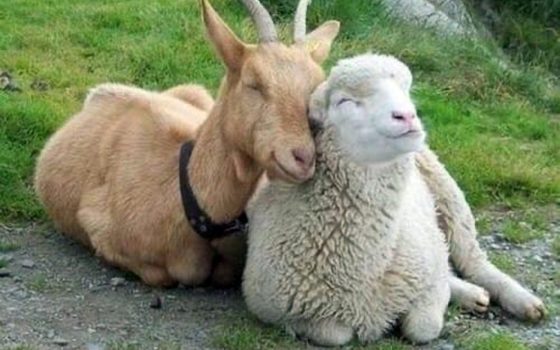 В Измаильском районе мужчина получил условный срок, за то что украл у соседа целую отару овец и коз «фото»