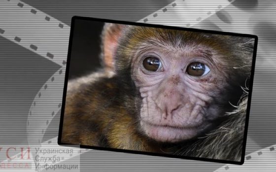 В Одесском зоопарке выпустили ролик против фотографирования с животными на улицах (видео) «фото»