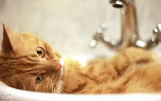 Жители поселка Котовского в среду останутся без воды «фото»